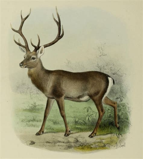 File:The deer of all lands (1898) Hangul.png - Wikimedia Commons
