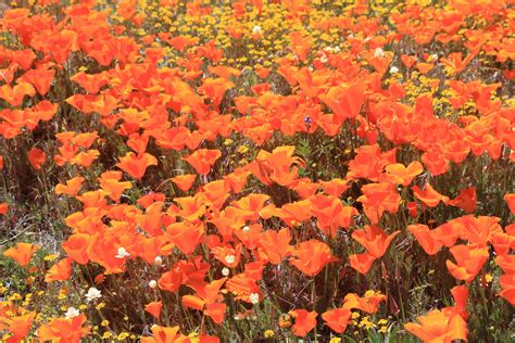 Our Beautiful Planet -- Poppy Preserve