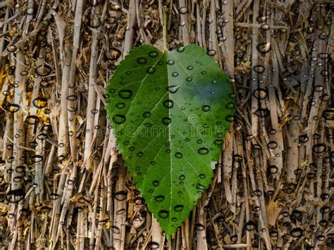 Green Leaf on Wood Texture Background Stock Image - Image of foliage ...