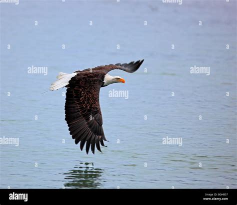 Bald eagle flying over water Stock Photo - Alamy