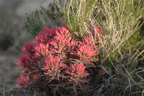 Indian Paintbrush - Great Basin Seeds