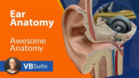 Ear Anatomy | Visible Body - YouTube