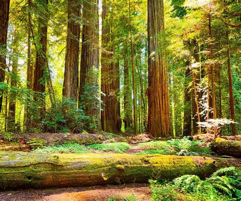 Redwood National Park Facts for Kids - KonnectHQ