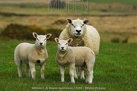 Beltex Sheep stock photo - Minden Pictures