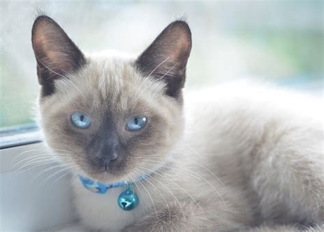 Colorpoint Shorthair Cat Breed: Size, Appearance & Personality