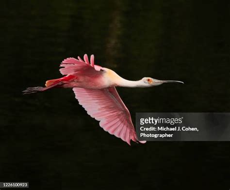 Roseate Spoonbill Habitat Photos and Premium High Res Pictures - Getty ...