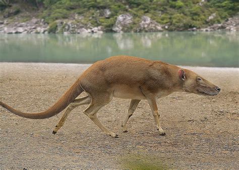 Pictures and Profiles of Prehistoric Whales