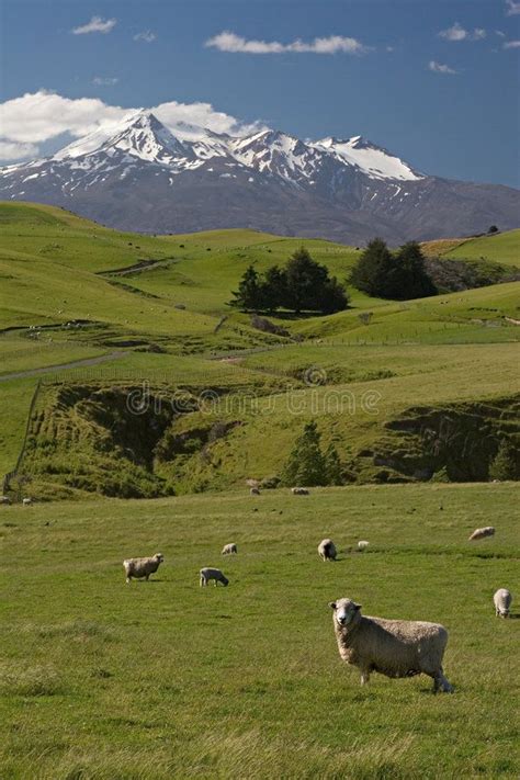 Sheep Farm in New Zealand with Mount Ruapehu View