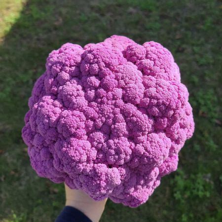 Graffiti, (F1) Cauliflower Seeds | Urban Farmer