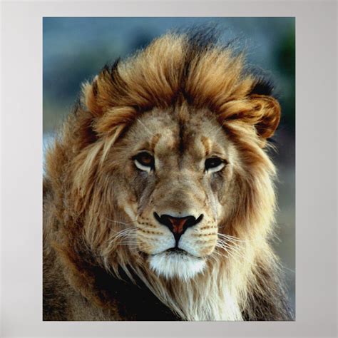 Lion Poster | Zazzle