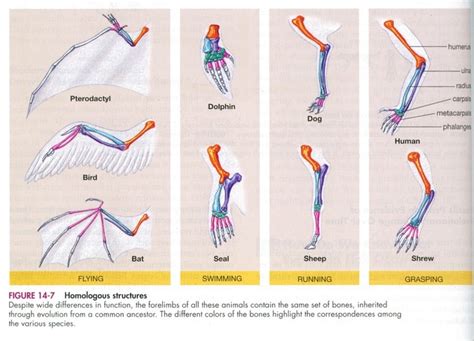 Homologous structures: derived from a common ancestor or same ...