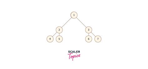 Binary Tree in C – Types and Implementation - Scaler Topics