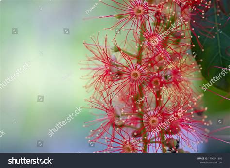 409 Barringtonia acutangula Stock Photos, Images & Photography | Shutterstock