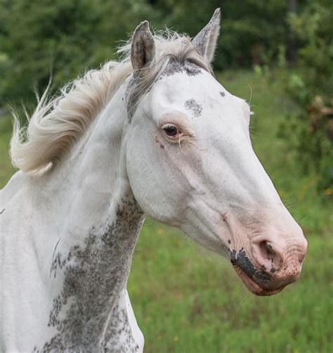 Sabino 1 | Veterinary Genetics Laboratory