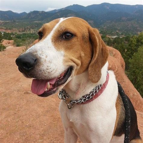 105 best Х English Foxhound images on Pinterest | Dog breeds, Hunting and Hound dog