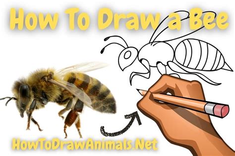 Bee Simple Drawing Sale | dakora.com.co