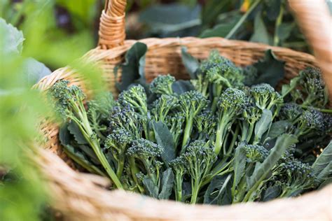 How to Grow Broccoli