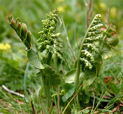 Botrychium lunaria (Moonwort)