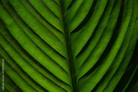 green leaf texture Stock Photo | Adobe Stock