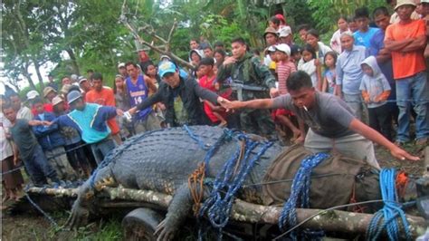 Philippine giant croc captured after three-week hunt - BBC News