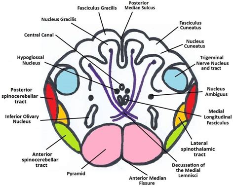 Image Gallery medulla structure