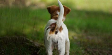 13 Dog Tail Positions and Their Meaning | Daily Dog Stuff