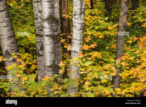 USA, Michigan, Upper Peninsula. Fall colors Stock Photo - Alamy