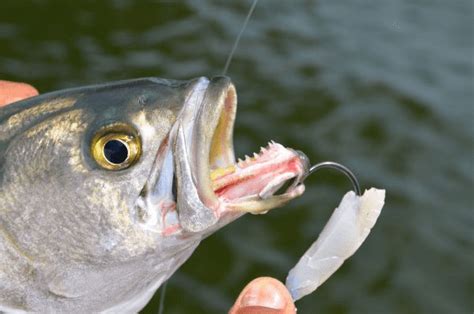 Do Fish Bite? - All You Need To Know For The Most Common Species - USAngler