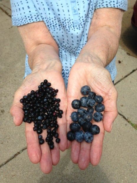 Wild Blueberries aka Huckleberries Compared to Cultivated Blueberry Varieties | Philip Potempa ...