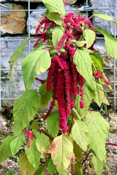 Amaranthus caudatus (foxtail amaranth, Love-Lies Bleeding, Tassel Flower, velvet flower) | North ...