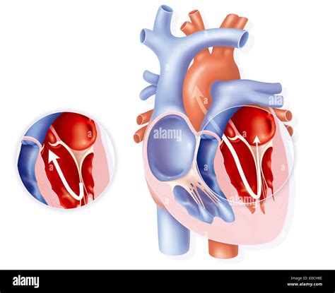 Mitral Valve Diagram