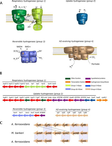 Acidithiobacillus ferrooxidans metabolism: from genome sequence to industrial applications | BMC ...