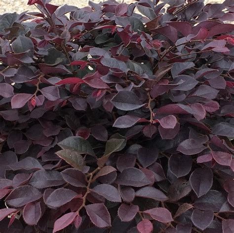 Chinese Fringe Flower Loropetalum chinense var. rubrum 'Crimson Fire' from Saunders Brothers Inc