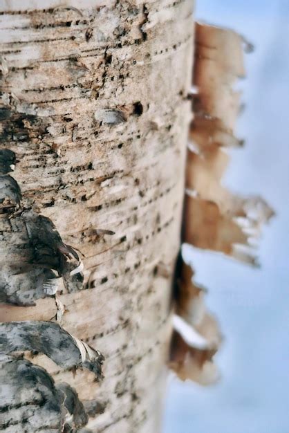 Premium Photo | Peeling birch bark