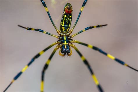 What to know about the invasive Joro spider: Is their bite venomous? Can they really fly? - al.com