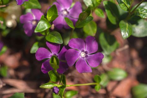 Vinca Minor (Periwinkle): Plant Care & Growing Guide