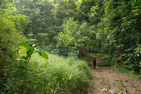 The ST Guide To... visiting Singapore's nature reserves | The Straits Times