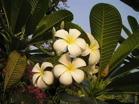 Flower Exotic Thailand - Free photo on Pixabay