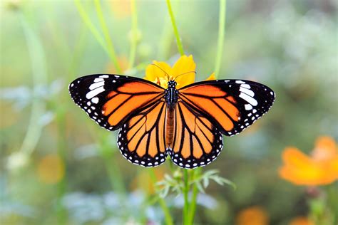 Monarch butterfly populations are at an all time low - Earth.com