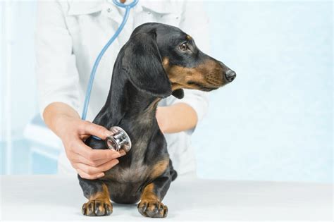 Penicillin Dosage for Canine Infections | Cuteness