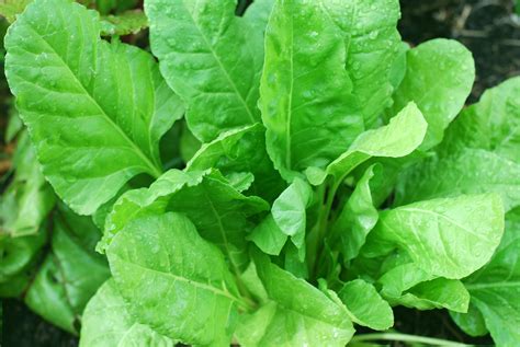 Healthy Spinach Plant Free Stock Photo - Public Domain Pictures