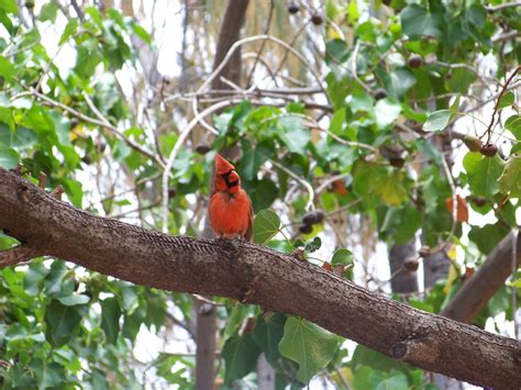 How to Create a Backyard Bird Sanctuary - Interior Design Inspiration