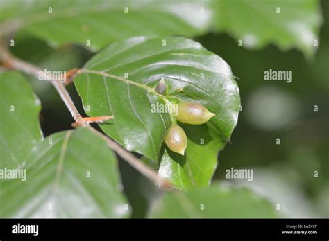 Gall midge Stock Photo - Alamy