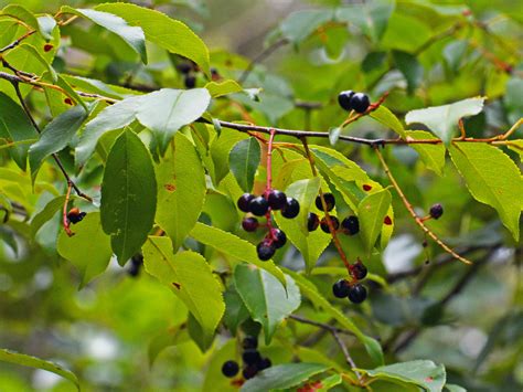 Out My Backdoor: Benefits of Black Cherry Trees | Department Of Natural Resources Division