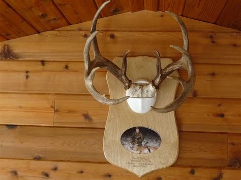 Antler Mount Plaque | Pine Ridge Outdoors – Winnipeg Manitoba Canada