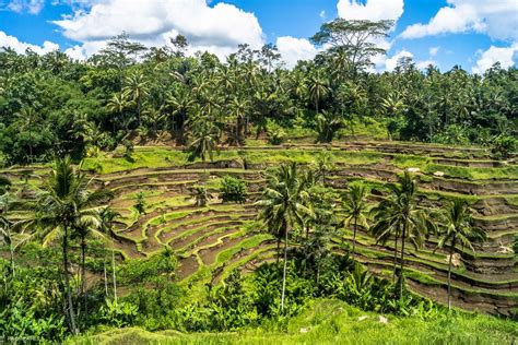 Ubud Rice Fields | Bali | Facebook | Getty Images | Instagra… | Flickr