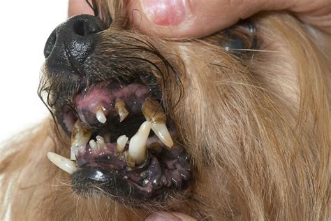 Bacterial Infection (Nocardiosis) in Dogs - Symptoms, Causes, Diagnosis ...