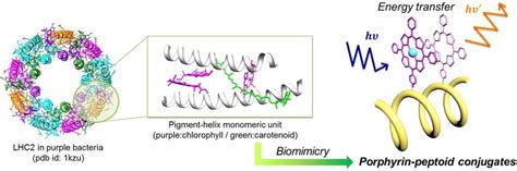 Light-harvesting complex II in purple bacteria and a single constituent... | Download Scientific ...