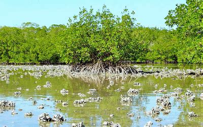 Estuaries - What is an estuary?