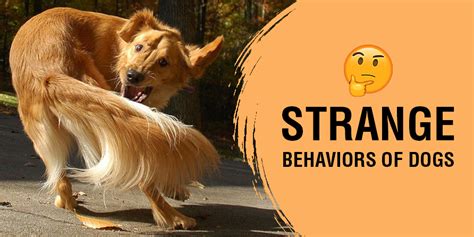 Strange and Weird Dog Behaviors - Canadavetexpress